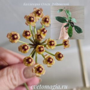 Молодое растение - Hoya природник из Тайланда