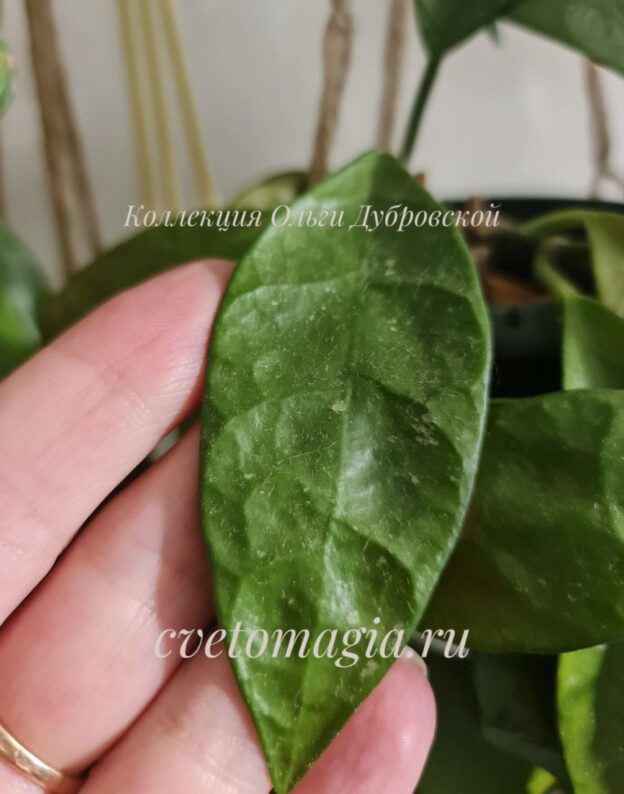 Молодое растение - Hoya природник из Тайланда