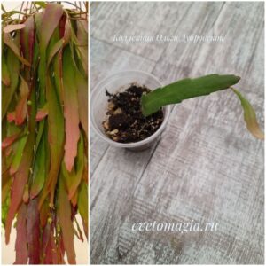 Укоренённый черенок Rhipsalis ramulosa