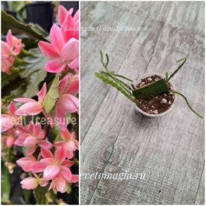 epiphyllum-kaiser