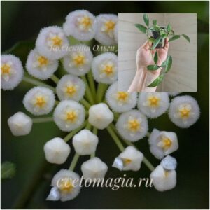 lacunosa-mr-choice-1