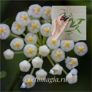 lacunosa-mr-choice-1