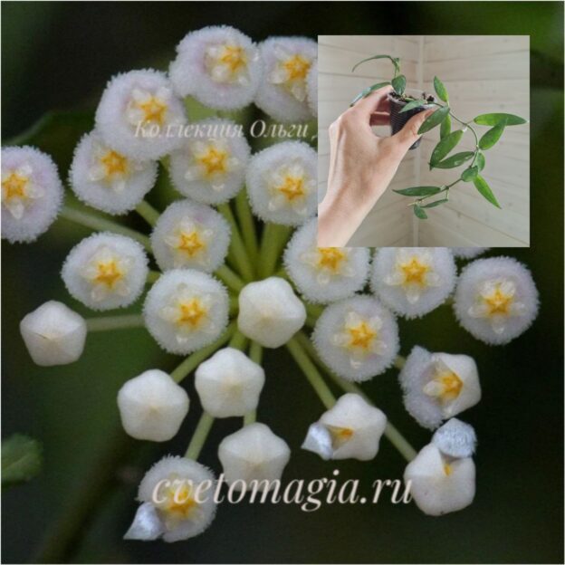 lacunosa-mr-choice-1