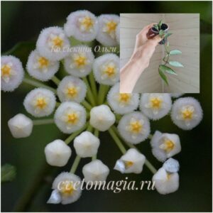 lacunosa-mr-choice-1