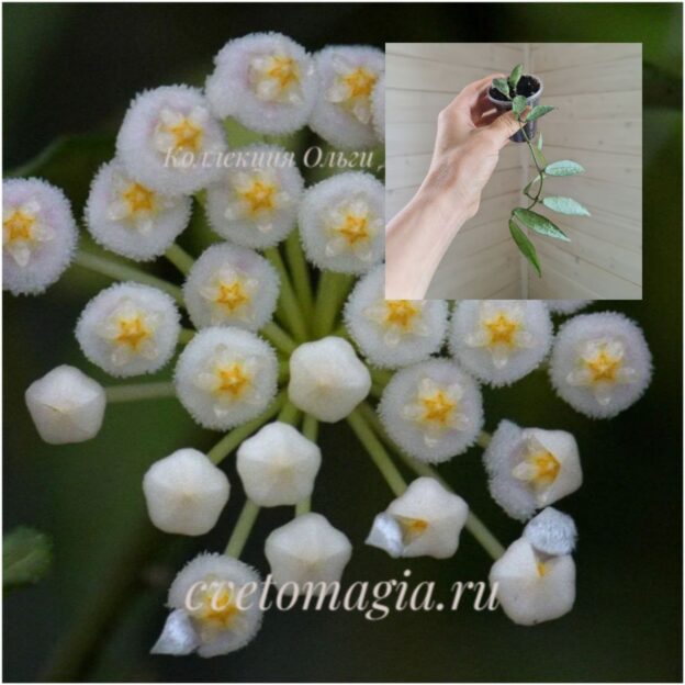 lacunosa-mr-choice-1