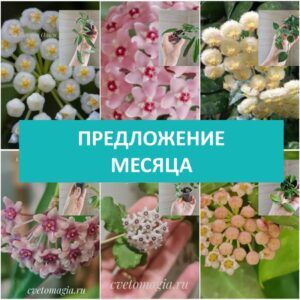 ПРЕДЛОЖЕНИЕ МЕСЯЦА - Укорененные черенки