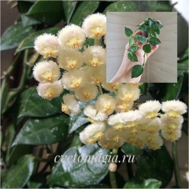 Молодое растение - Hoya Lacunosa Eskimo (хойя лакуноза эскимо) -1