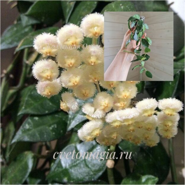 Молодое растение - Hoya Lacunosa Eskimo (хойя лакуноза эскимо) -2