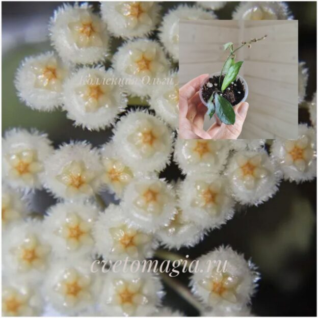Молодое растение - Hoya Lacunosa Ruby Sue (хойя лакуноза руби сью)