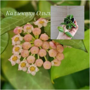 Молодое растение - Hoya Rebecca (хойя Ребекка)