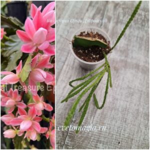 Укорененный черенок Epiphyllum Deutsche Kaiserin