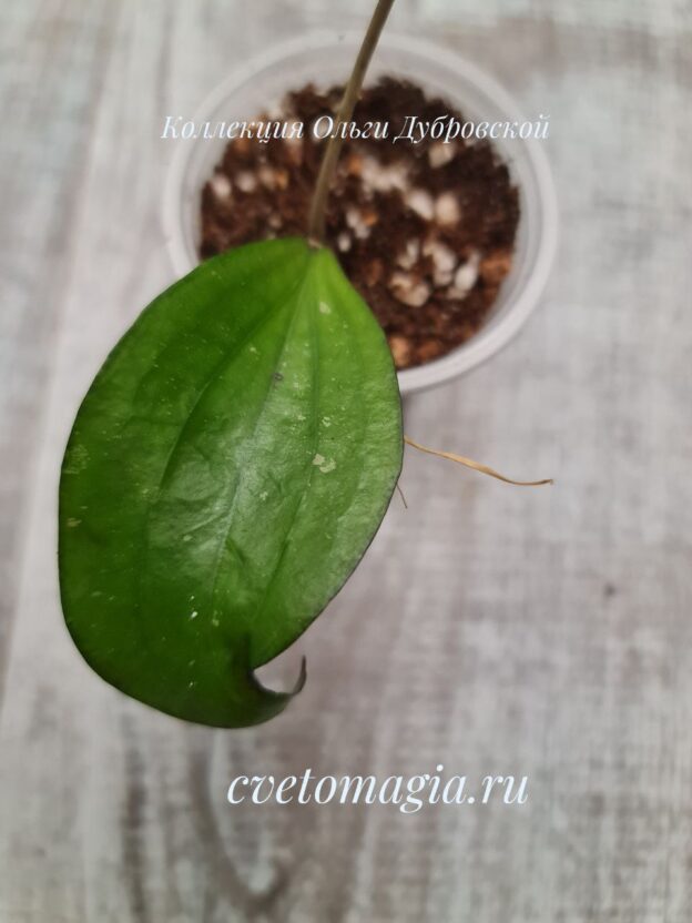 Укорененный черенок Hoya erythrina (хойя эритрина)