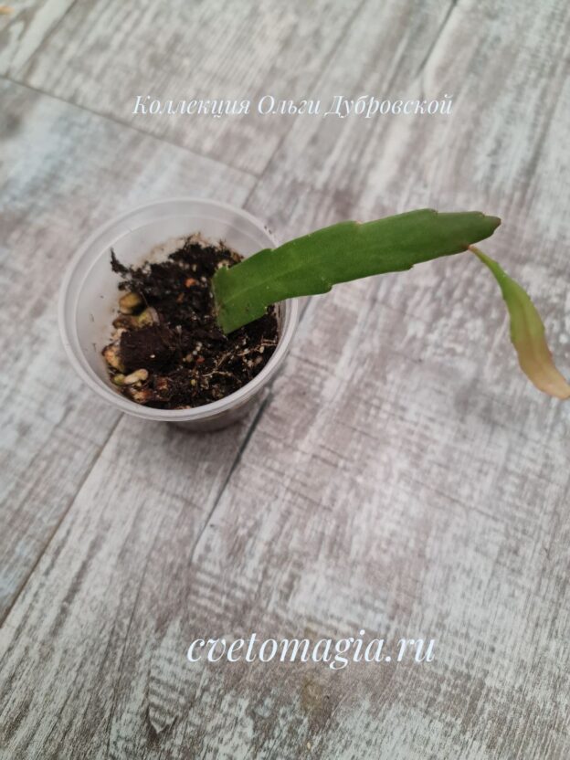 Укоренённый черенок Rhipsalis ramulosa