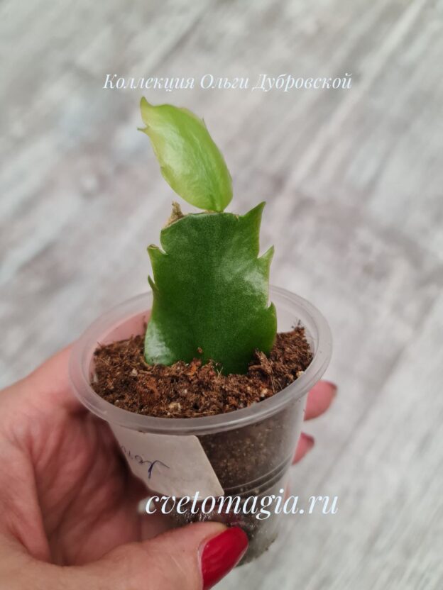 Укоренённый черенок Шлюмбергера AN 040