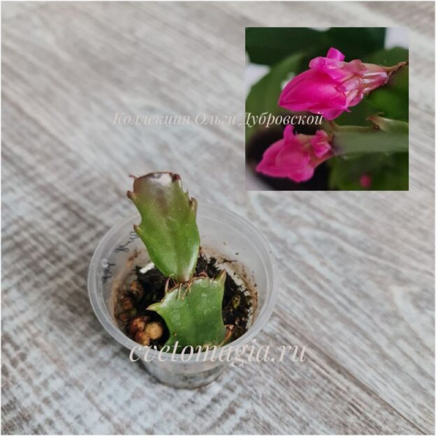 Укоренный черенок Шлюмбергера Thor Wild Cactus Red