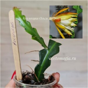 Epiphyllum Anguliger