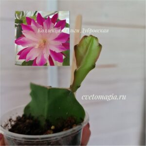 Укоренный черенок Epiphyllum Bumpkin (эпифиллум Бумкин)