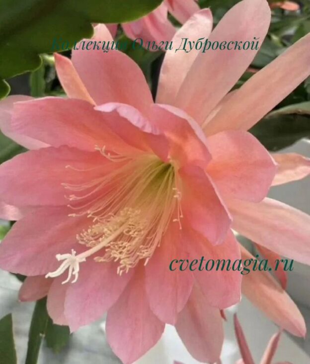 Epiphyllum Cashmere Pink