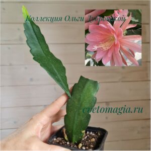 Epiphyllum Cashmere Pink