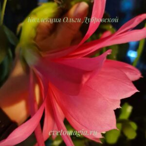 Epiphyllum Cashmere Pink