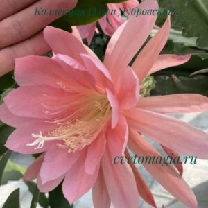 Epiphyllum Cashmere Pink