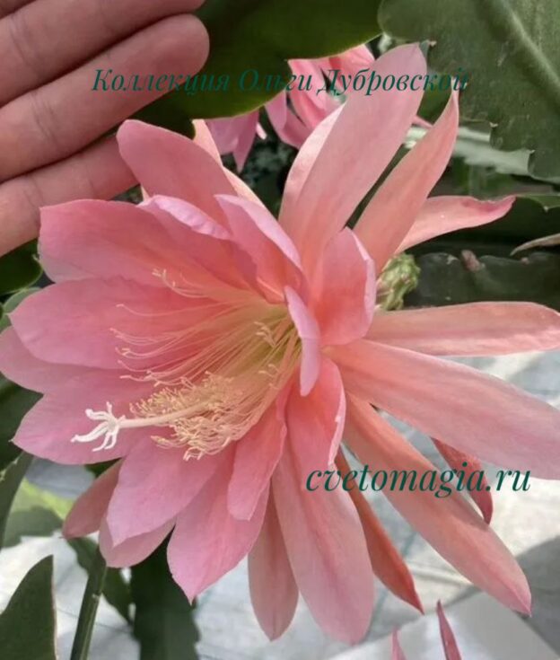 Epiphyllum Cashmere Pink