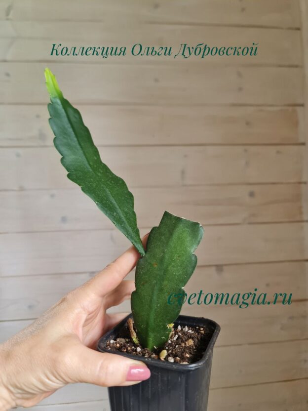 Epiphyllum Cashmere Pink