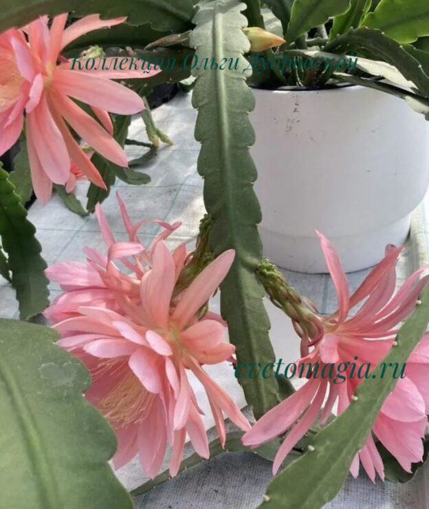 Epiphyllum Cashmere Pink