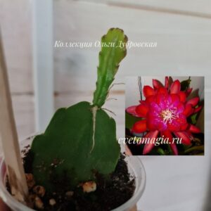 Укоренный черенок Epiphyllum Dracula
