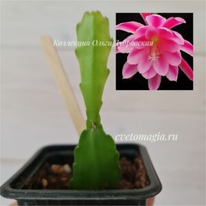 Epiphyllum Grand Baroque