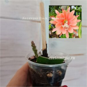 Epiphyllum King Midas_