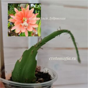 Epiphyllum King Midas_