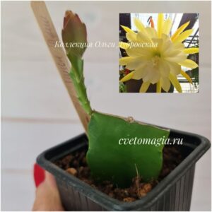 Укоренный черенок Epiphyllum Lemon punch