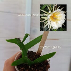 Epiphyllum Marniera