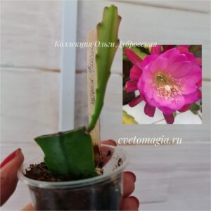 Epiphyllum Natashia Flechsig - 2
