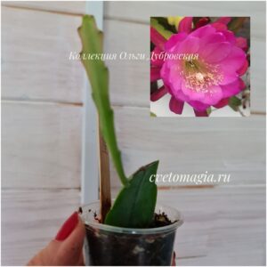 Epiphyllum Natashia Flechsig -