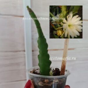 Укоренный черенок Epiphyllum Omeinishiki