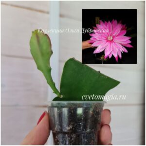 Epiphyllum Venatian Affair