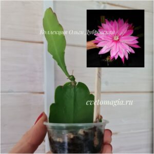 Epiphyllum Venatian Affair