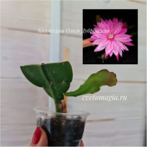 Epiphyllum Venatian Affair