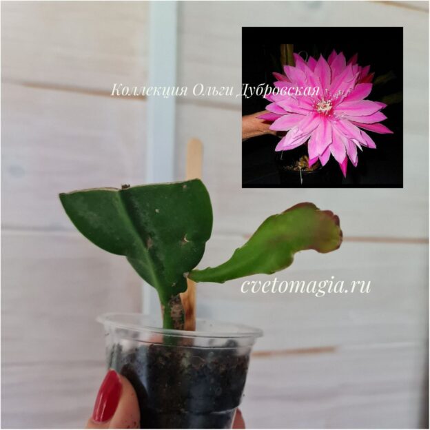 Epiphyllum Venatian Affair