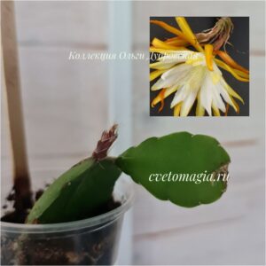 Epiphyllum White Splendor