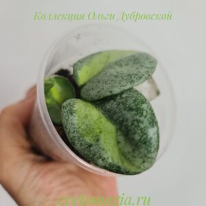 Hoya Carnosa Argentea Princess variegated