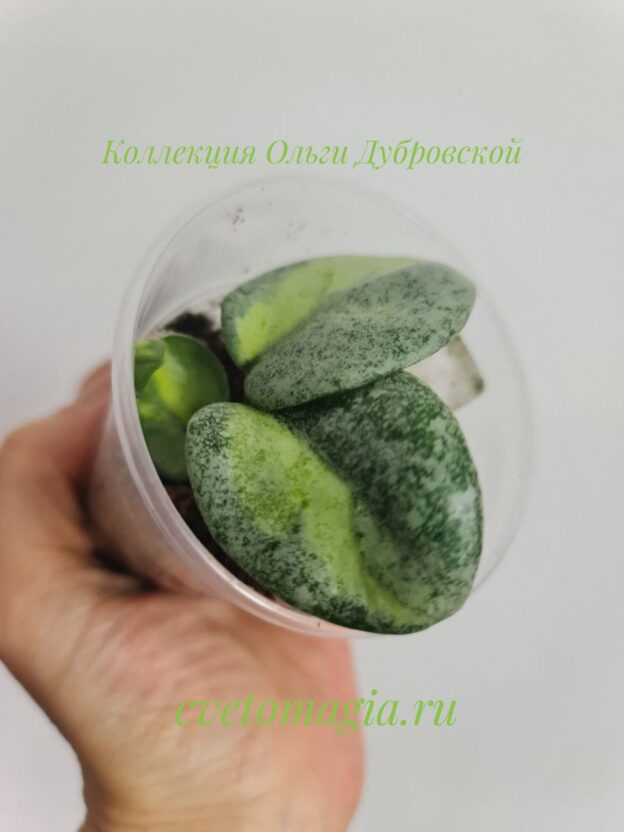 Hoya Carnosa Argentea Princess variegated
