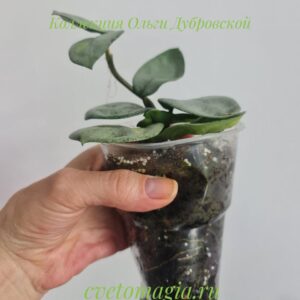 Hoya Carnosa Argentea Princess variegated