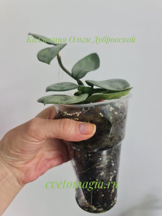 Hoya Carnosa Argentea Princess variegated