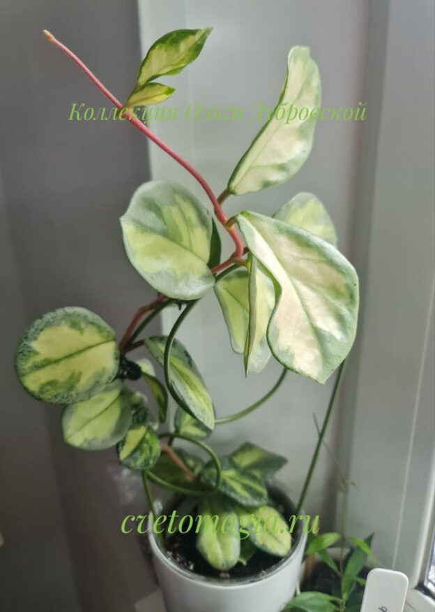 Hoya Carnosa Argentea Princess variegated