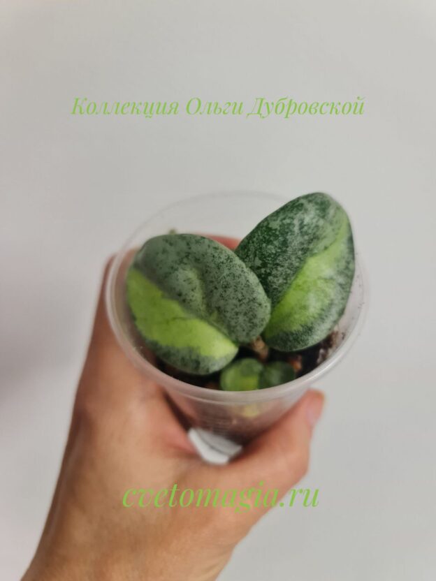 Hoya Carnosa Argentea Princess variegated