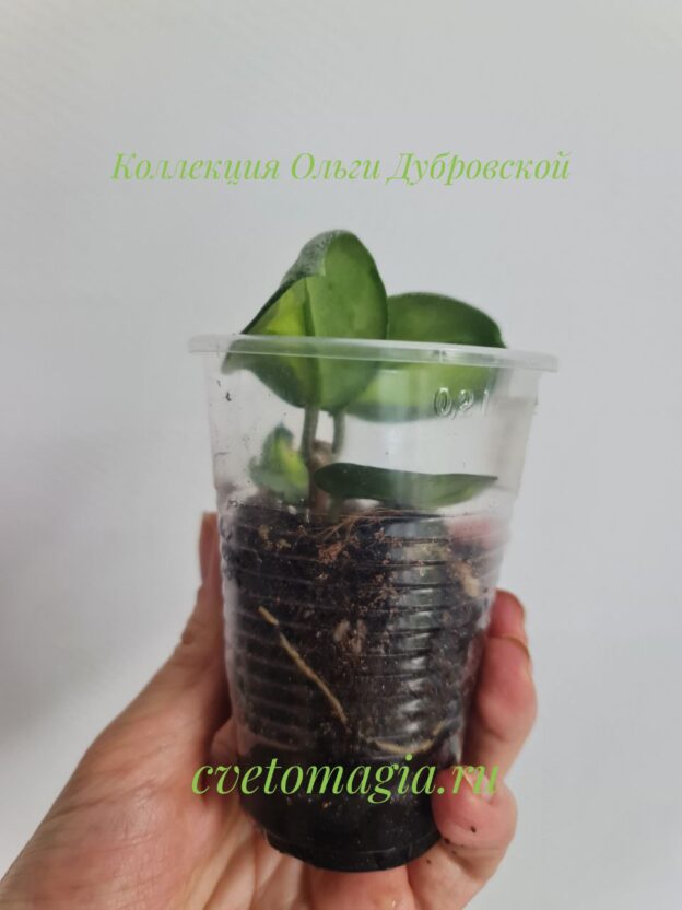 Hoya Carnosa Argentea Princess variegated