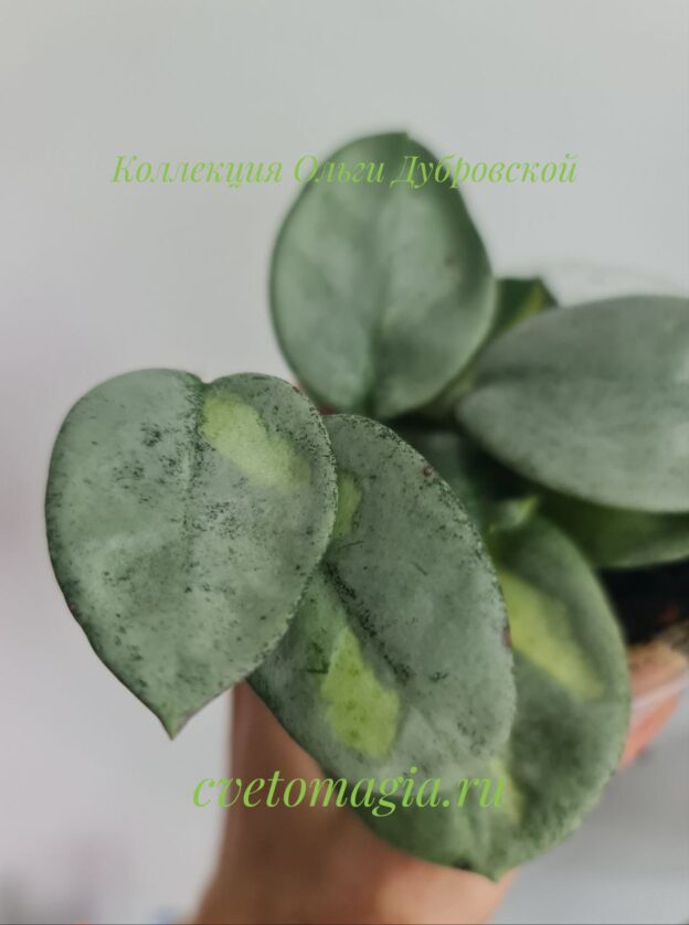 Hoya Carnosa Argentea Princess variegated